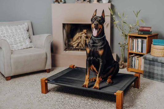 Are Elevated Dog Beds Good for Dogs?